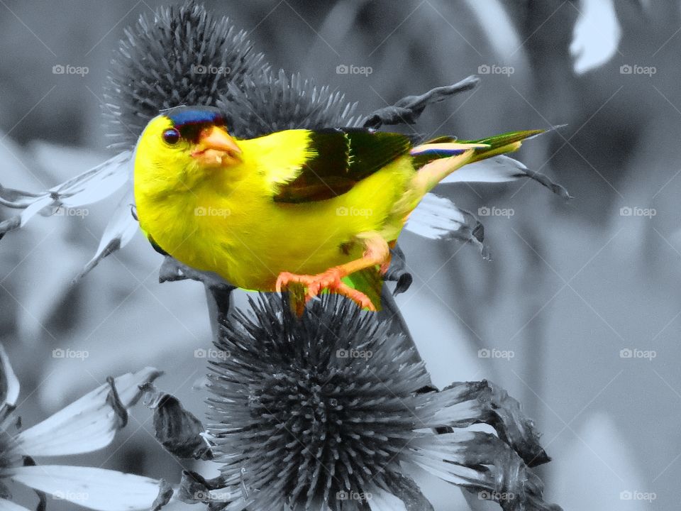 American goldfinch on coneflower plan t