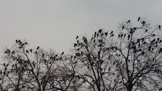 birds