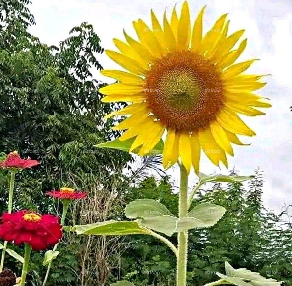 most beautiful and attractive flowers in the garden.