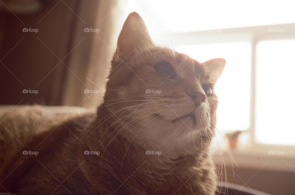 cat / beautiful cats