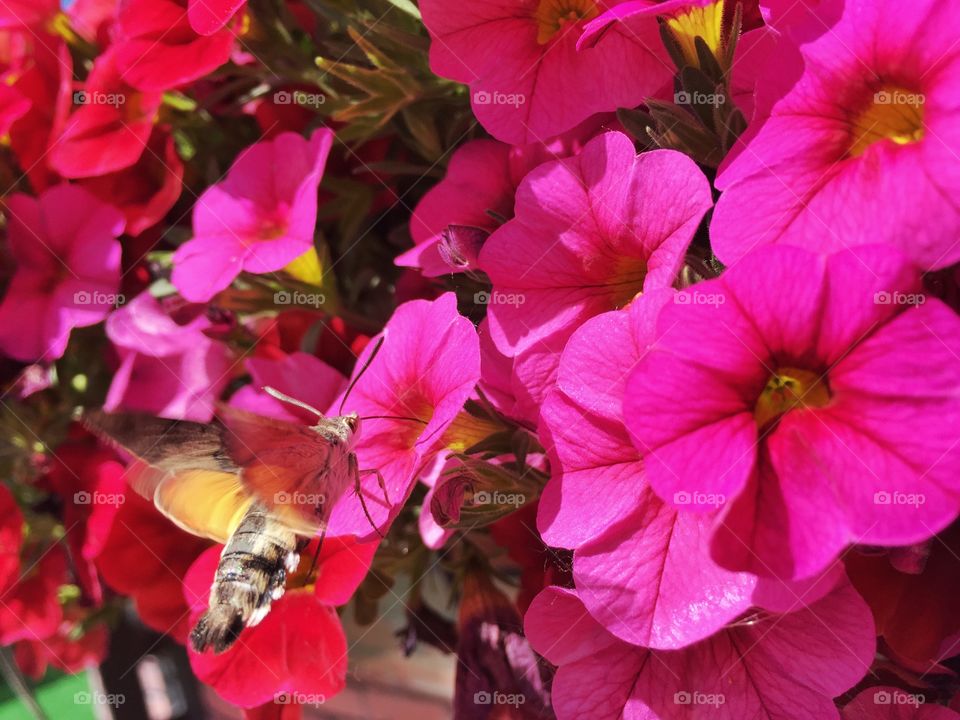 Flowers and butterfly. Summer si near with bug's life