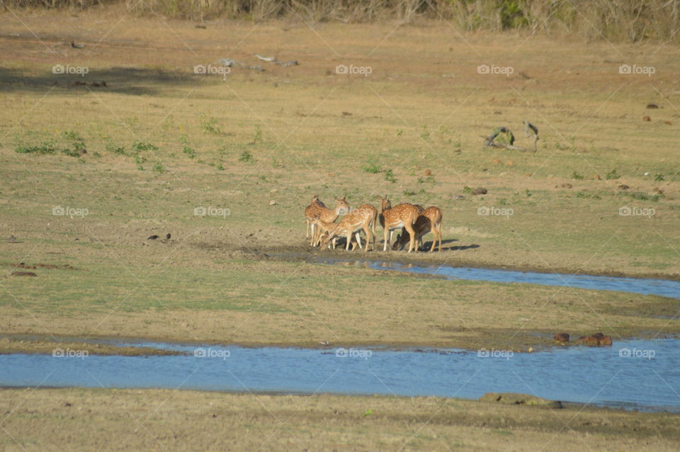 Yala national park 