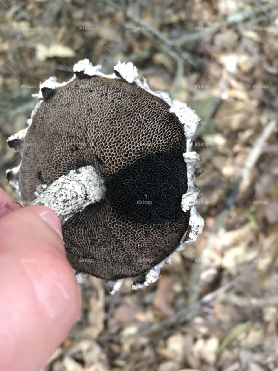 Old man of the woods mushroom underside 