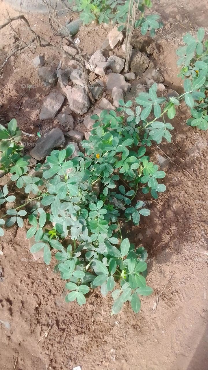 A groundnut plant in rural garden