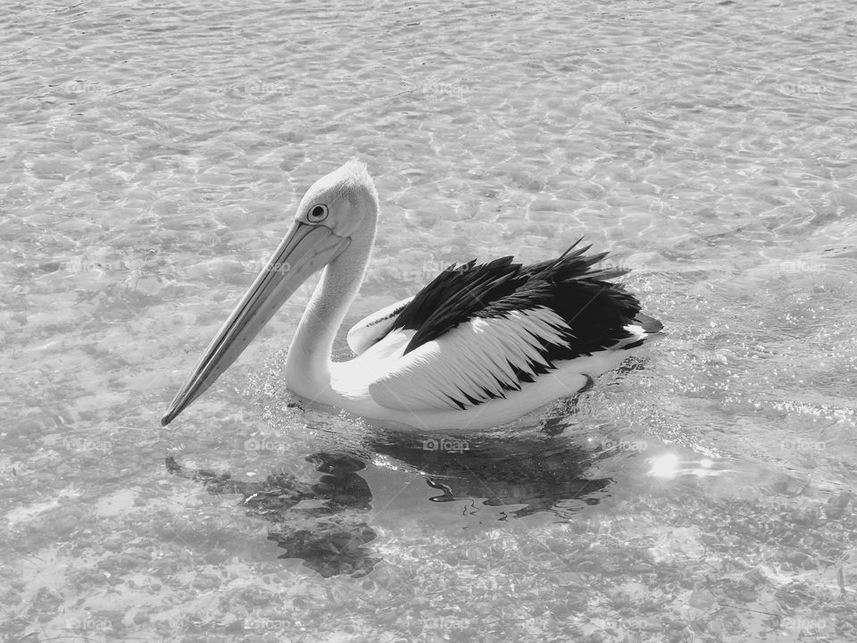 Pelicans coming in for feeding at San Remo, Victoria 