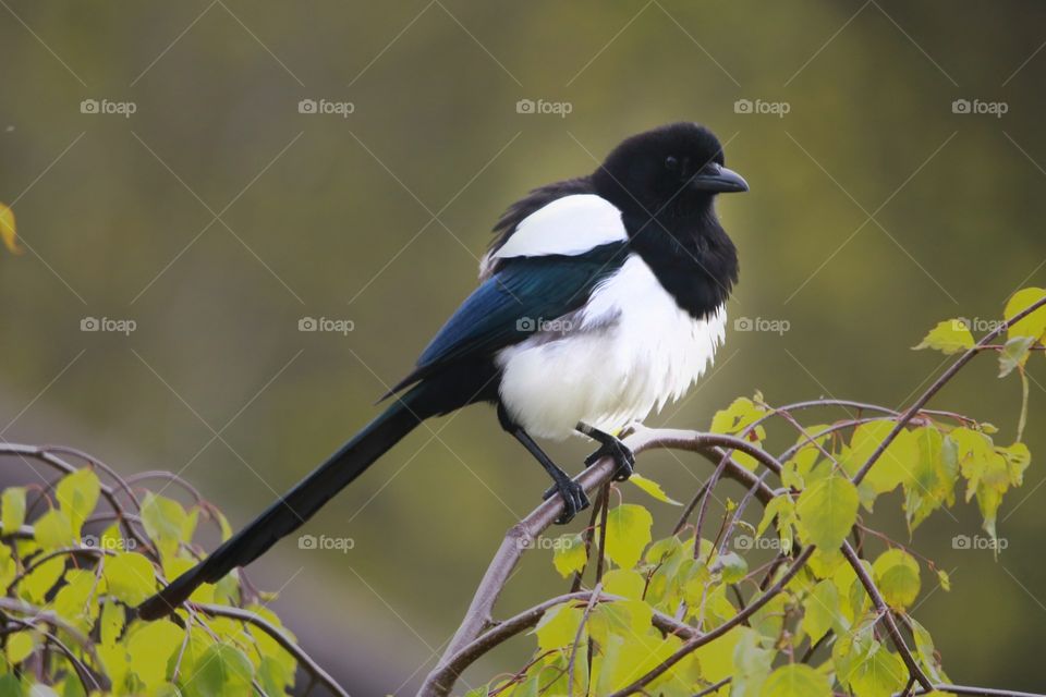 Magpie :)