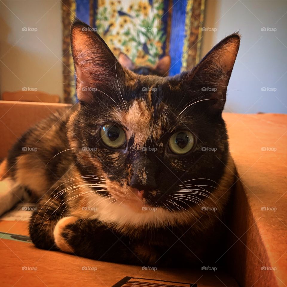 Just hanging around in a box! Plus sweet sister Ally’s ears photo bombing in the background! 