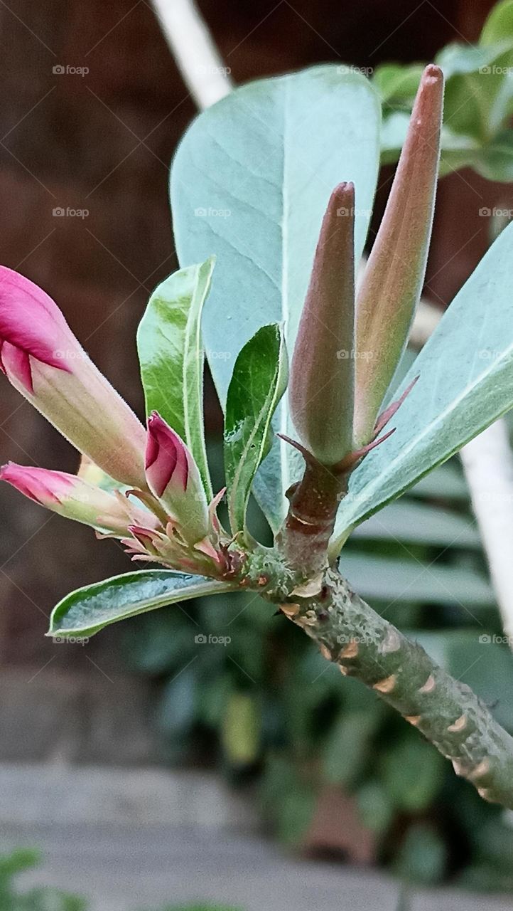 amazing green born in a tree with lots of fight with me and you.