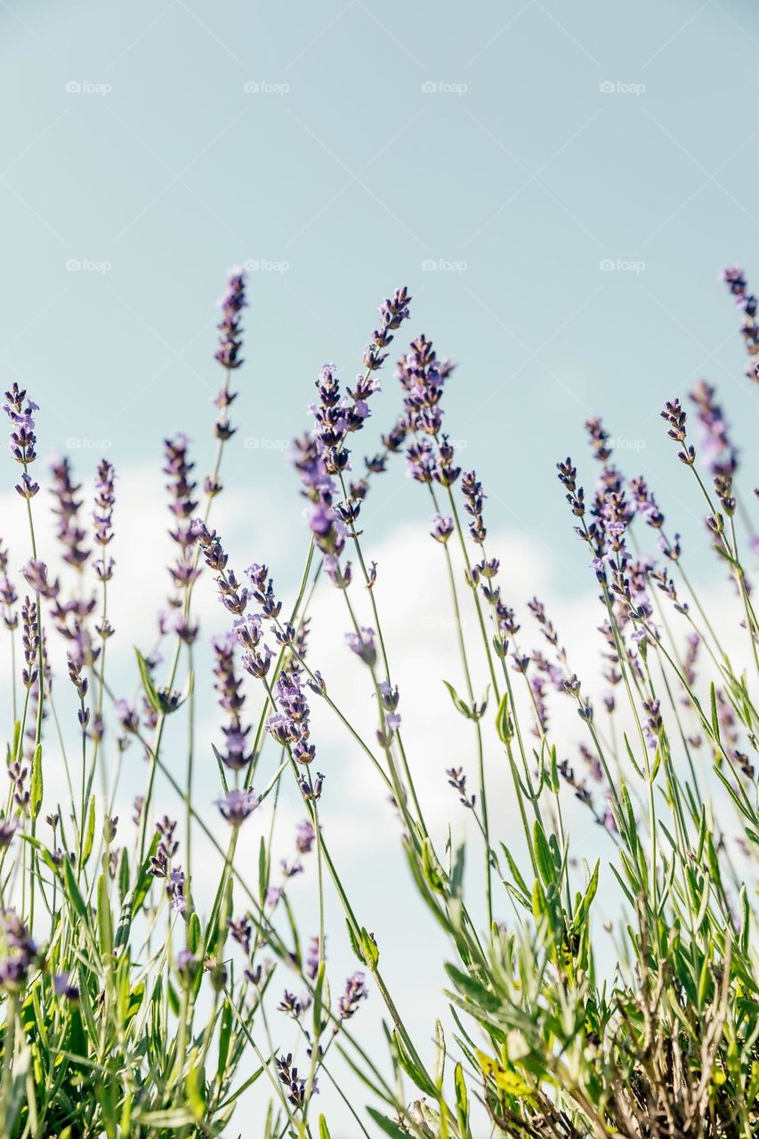 Long purple flowers rise high above the grass, bursting forth against the blue sky.