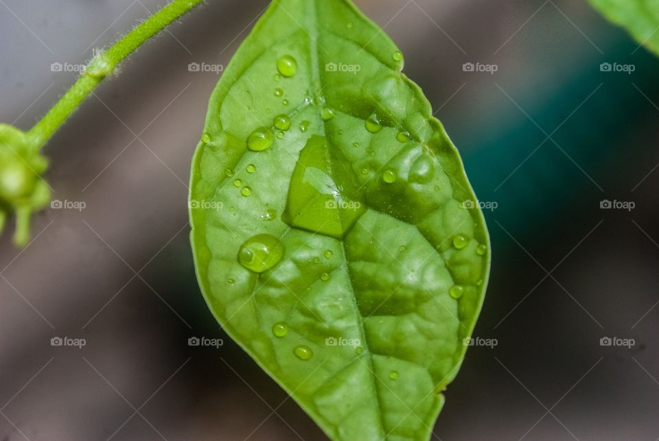 beautiful macro shot 