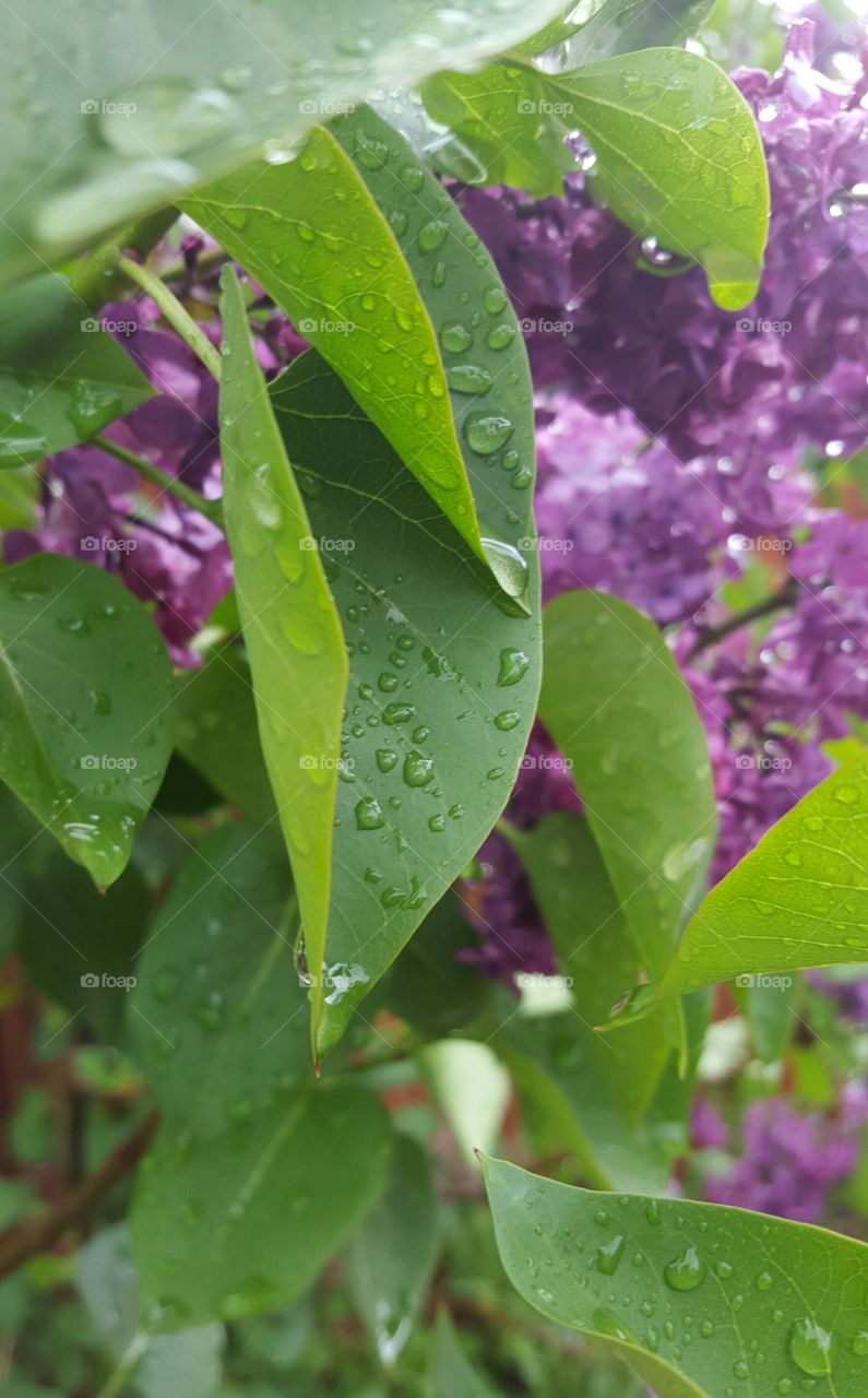 Water drop of leaves