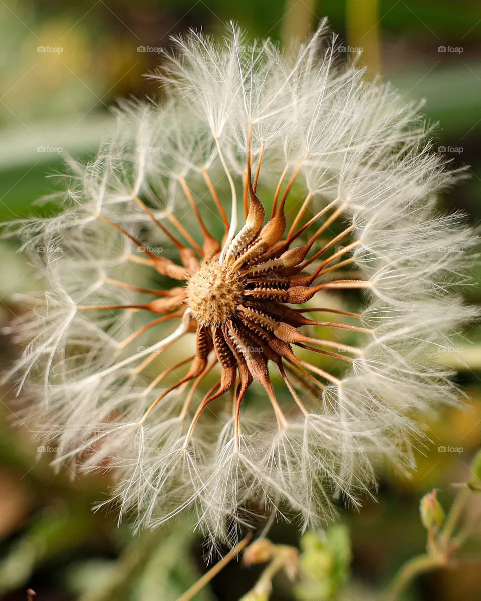 Amazing flower 
