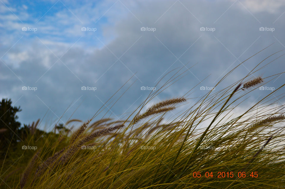 the field and the weather