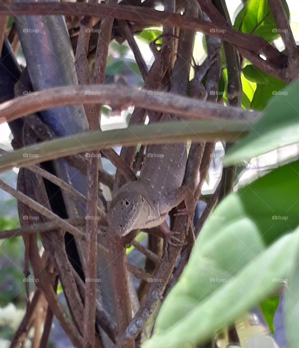 The Anole checks out the photographer