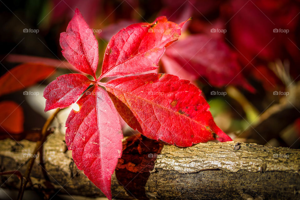 Bright red leaf of a wild grape