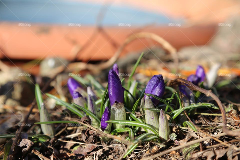 Spring has sprung and shows the first flowers in the garden 