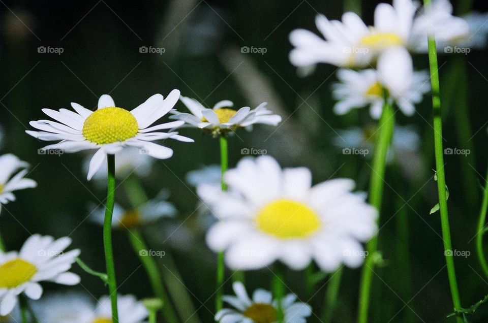 The Height of a Daisy