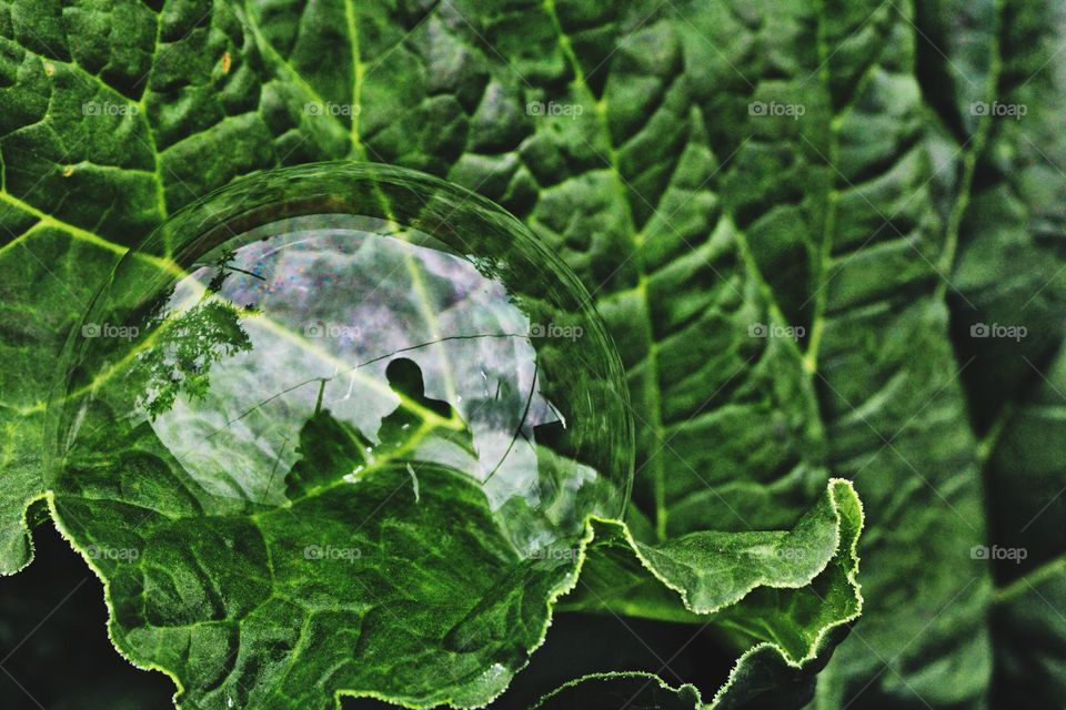 green leaf and bubble