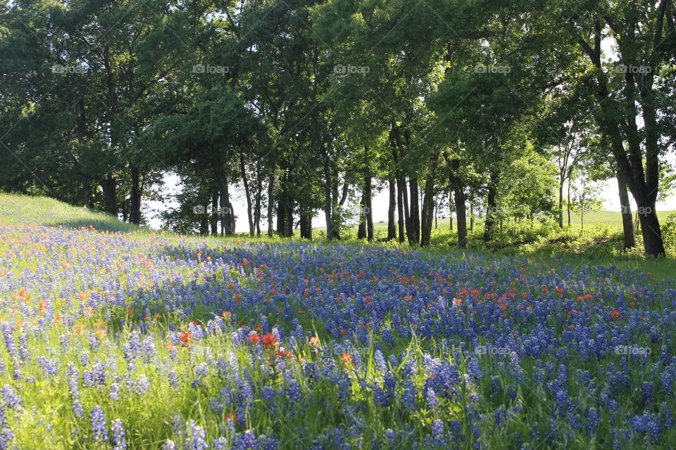 Texas wildflowers 