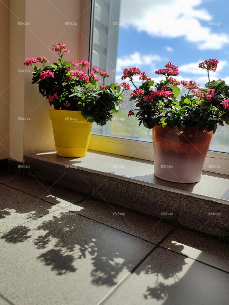 flowers on the windowsill, sunny morning, blue sky, beauty, morning, flowers, indoor flowers, plants

￼