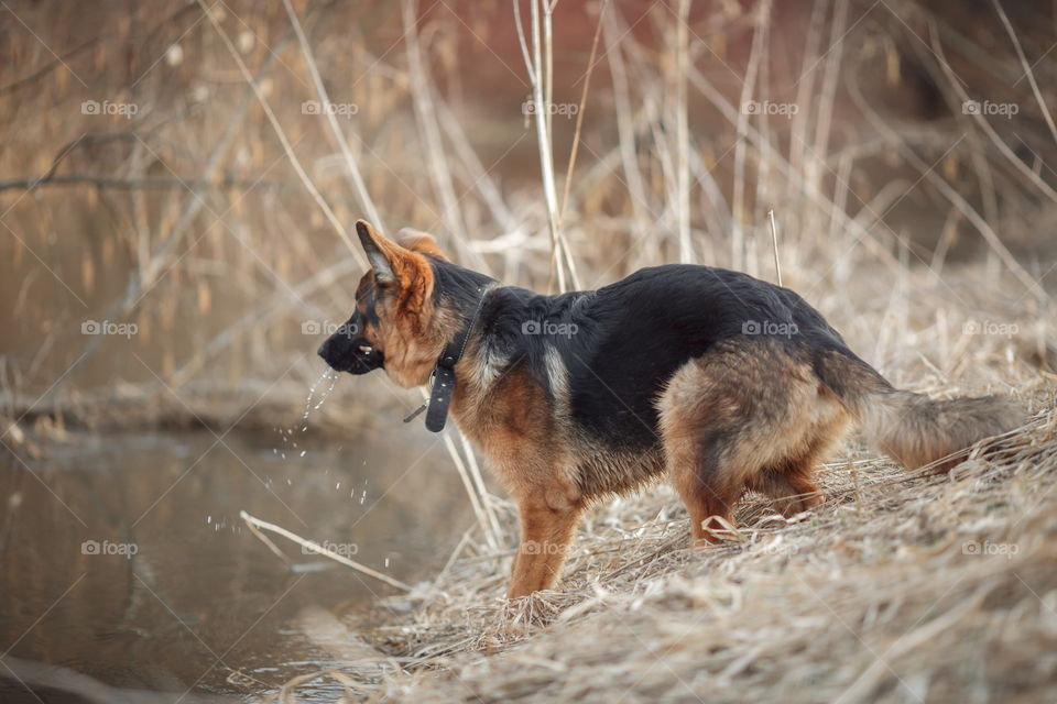 German shepherd 8-th months puppy in a spring forest near river