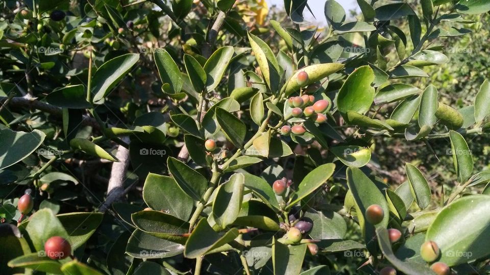A beautiful fruits plant growing in the middle of the forest.