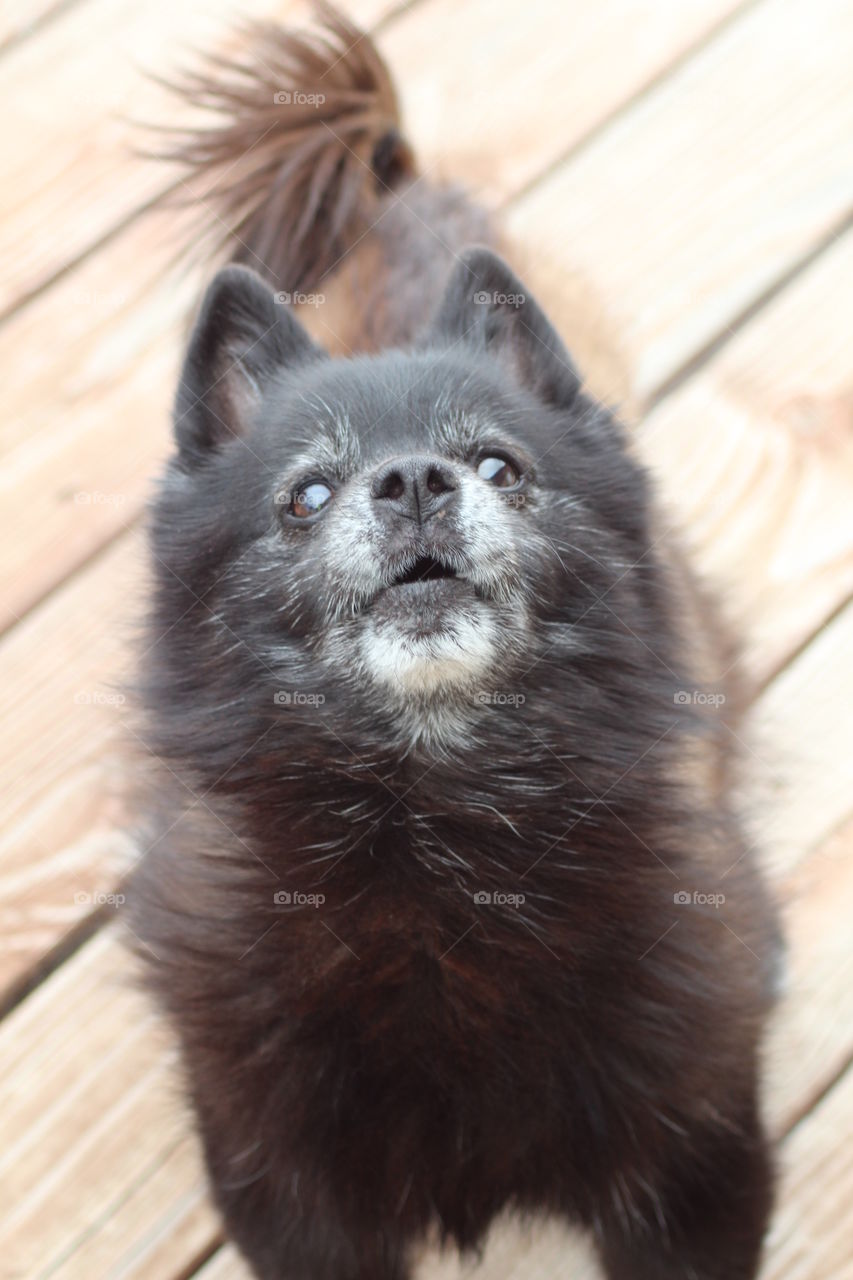 Schipperke wants BBQ