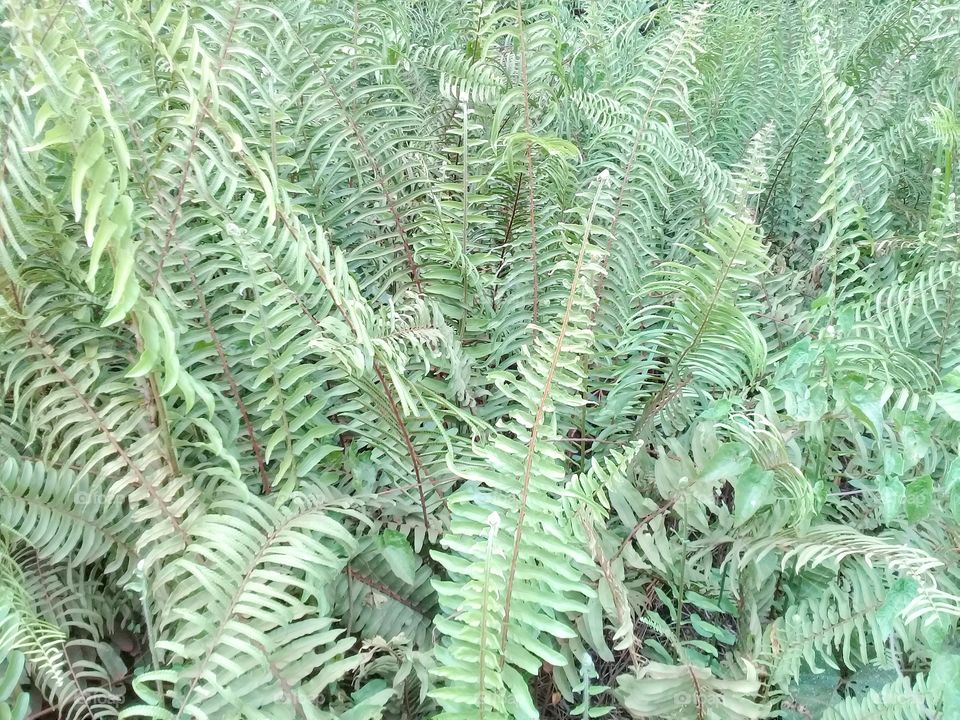 Nephrolepis biserrata