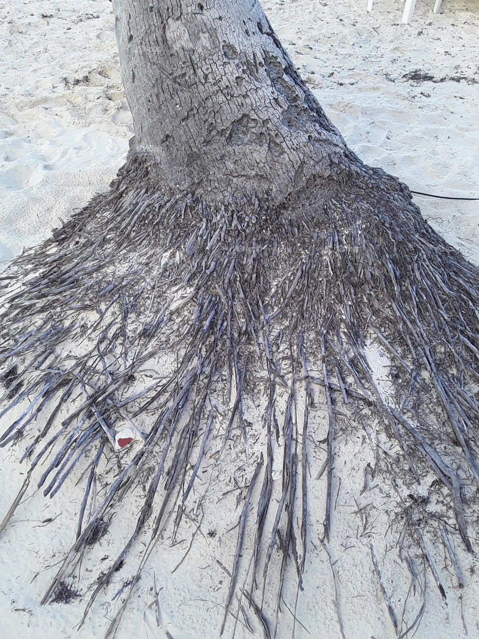 coconut root system