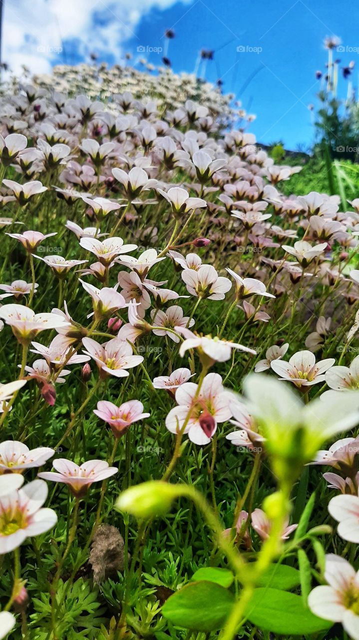 цветы в поле