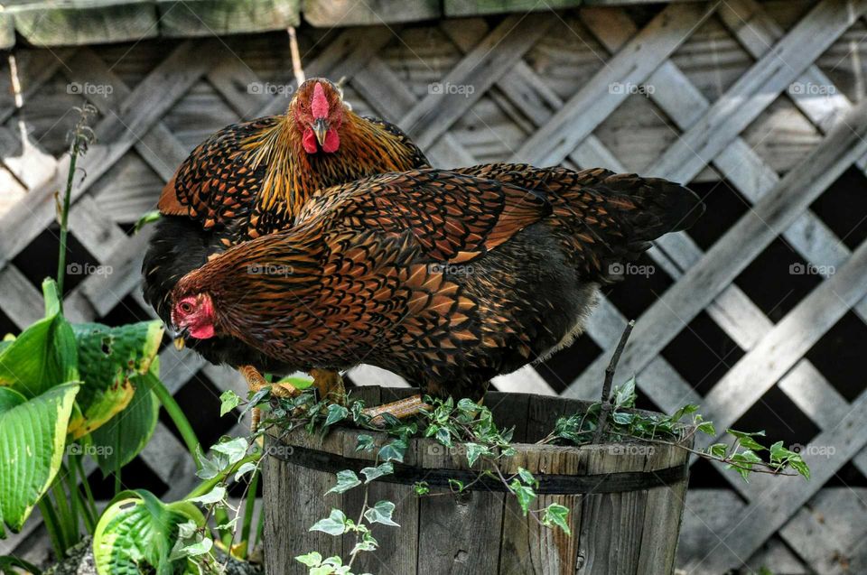chicken couple