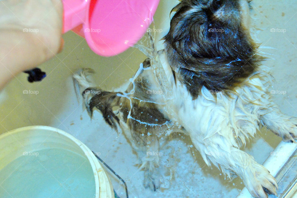 Happy Pekingese dog having a refreshing bath in bathtub