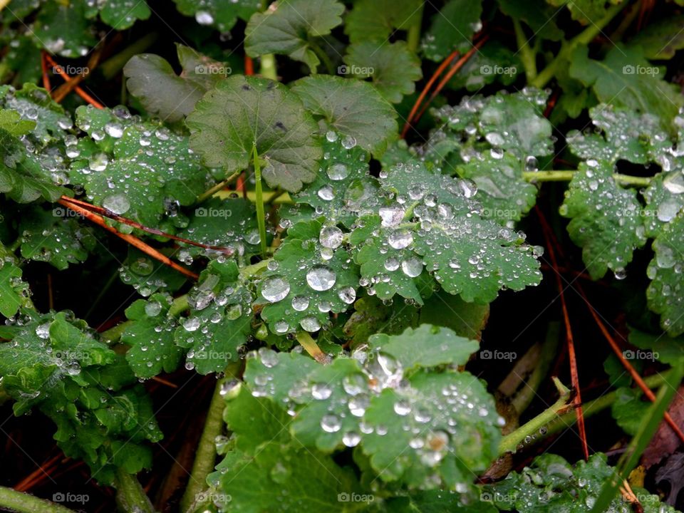 Extreme close-up of water drop on leaves