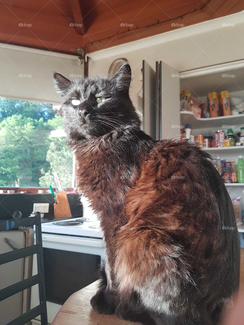 The black cat that turns ginger in certain light. waiting patiently to be fed.