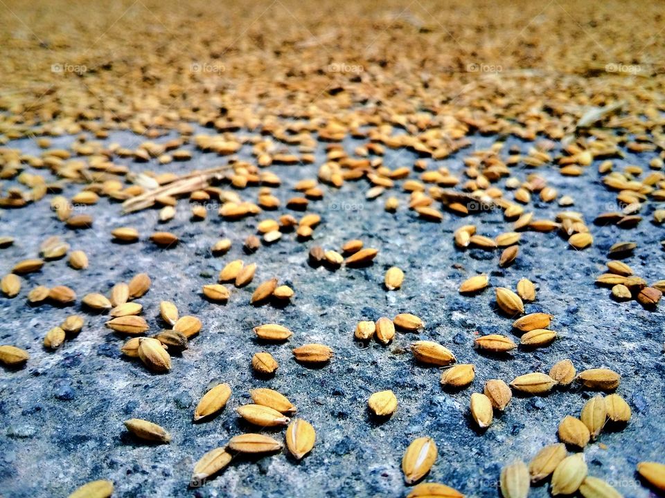 seed of rice
