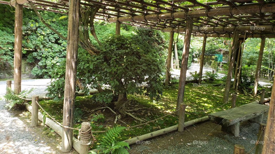 Tree Branch Roof - Kyoto Japan