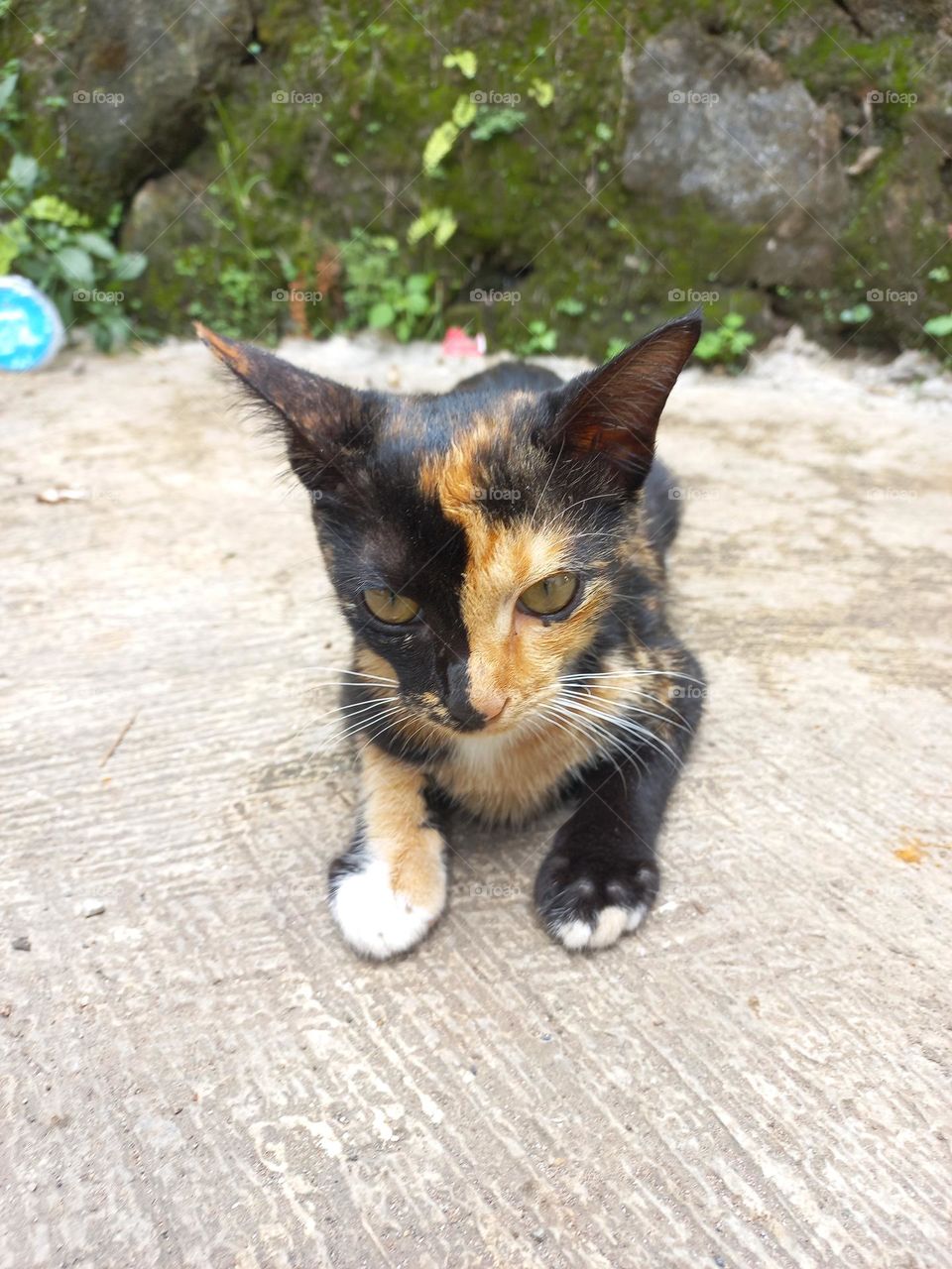 Striped cat with three beautiful colors
