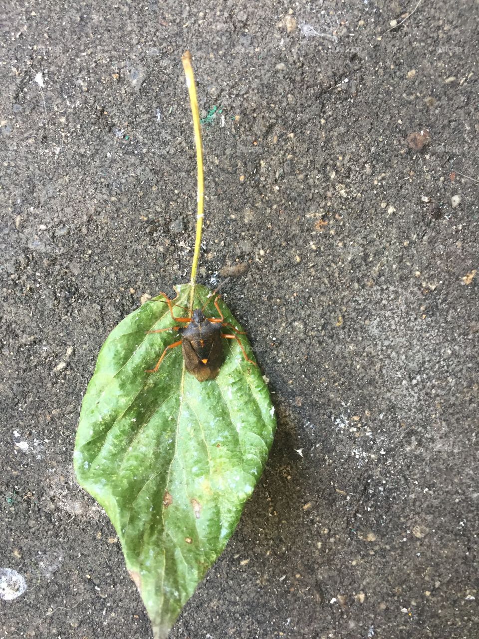 A bug on a leaf