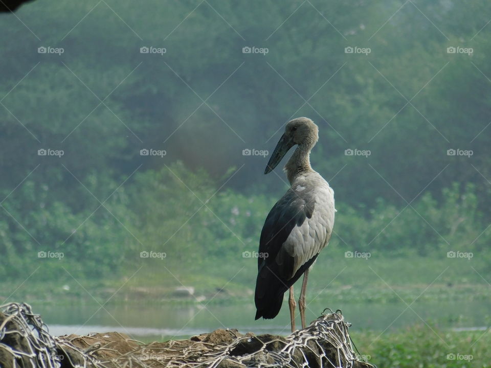 Bird Photography-The Asian openbill or Asian openbill stork (Anastomus oscitans) is a large wading bird in the stork family Ciconiidae. This distinctive stork is found mainly in the Indian subcontinent and Southeast Asia.They have wetland habitat.