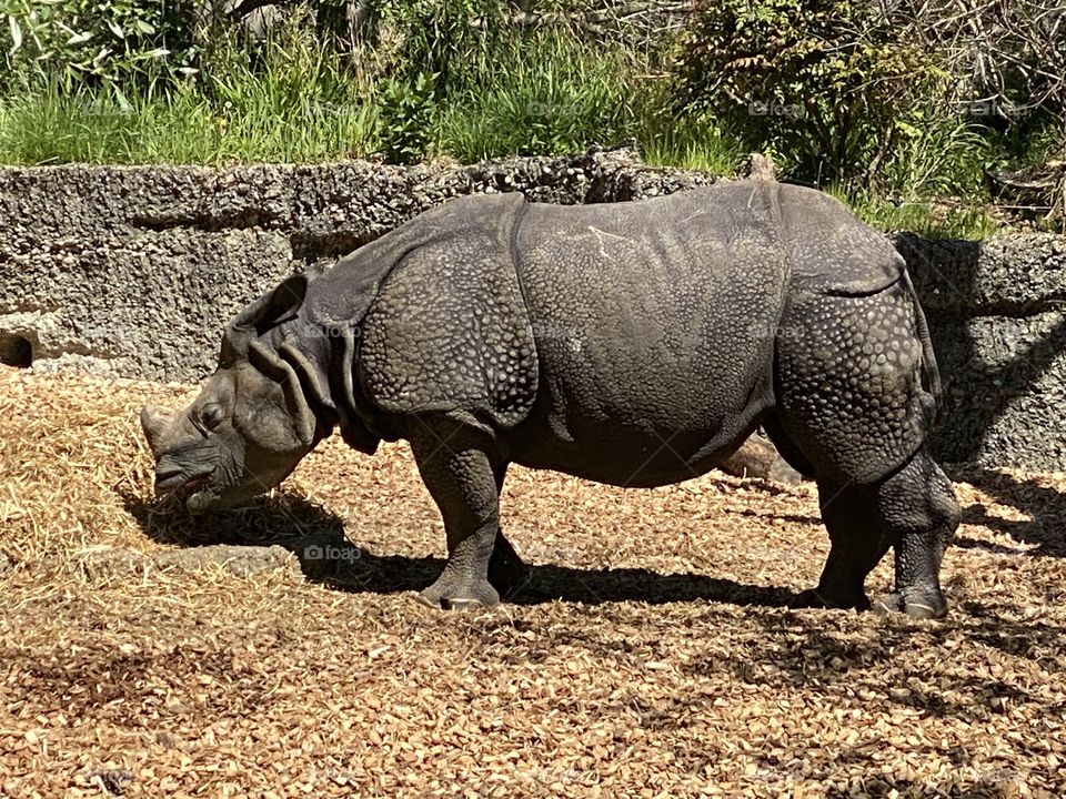 rhino in the wild is looking for food