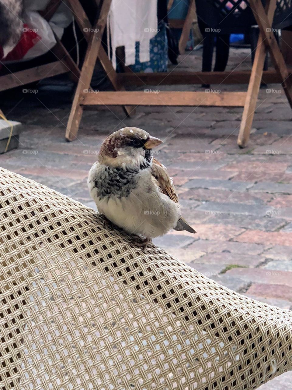 Little sparrow sitting on the chair armrest in the city cafeteria 