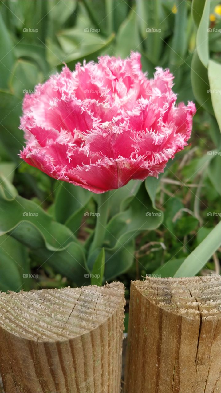 Tulipa
