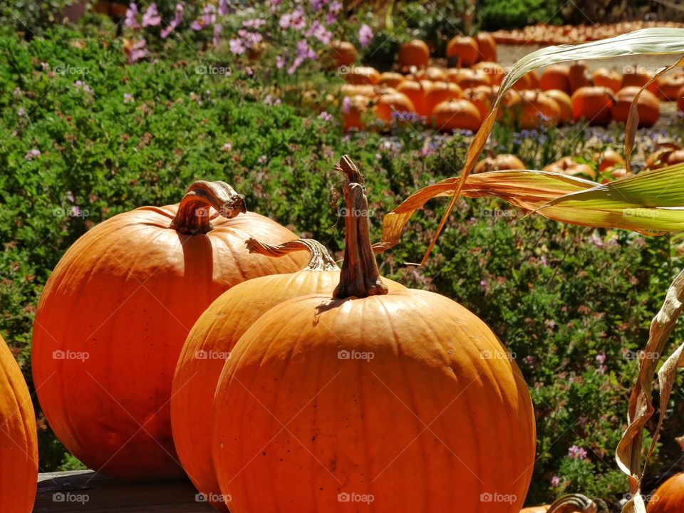 Pumpkin Patch . Pumpkin Patch At Harvest Time In Autumn
