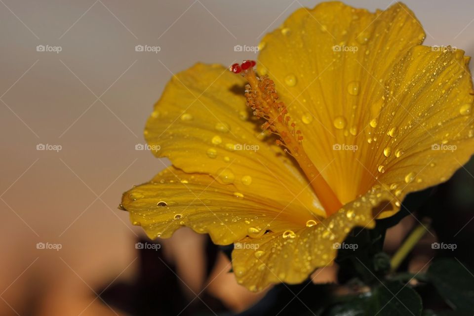 Water drop on yellow flower