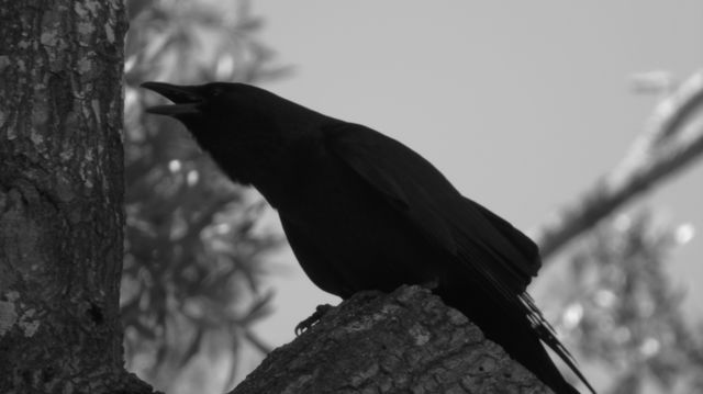Closeup silhouette of black crow perched high on a tree crawing