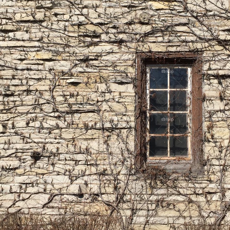 Vines on window