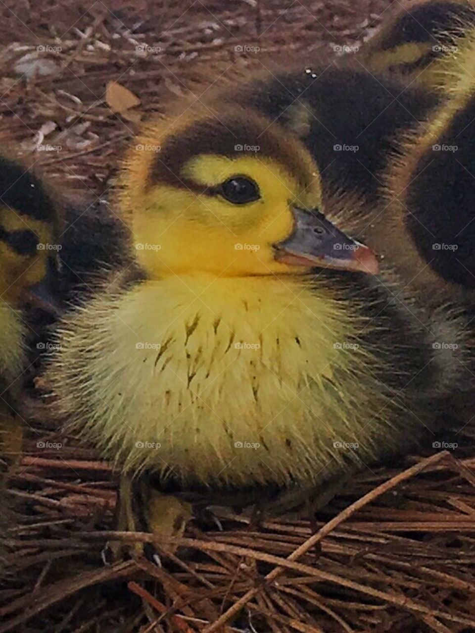 Duckling