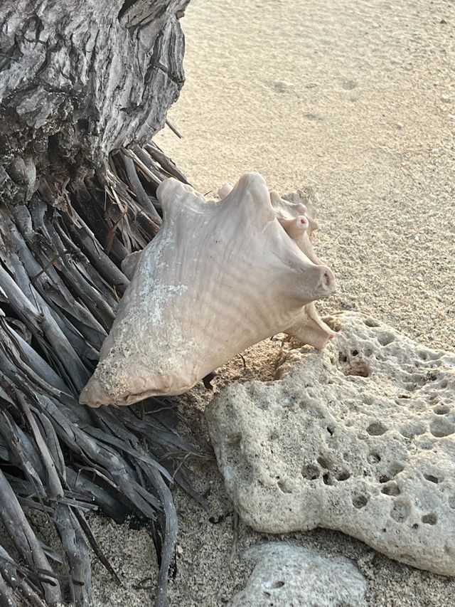 Sea Shell 