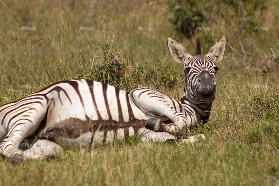 Zebra foal taking a roll