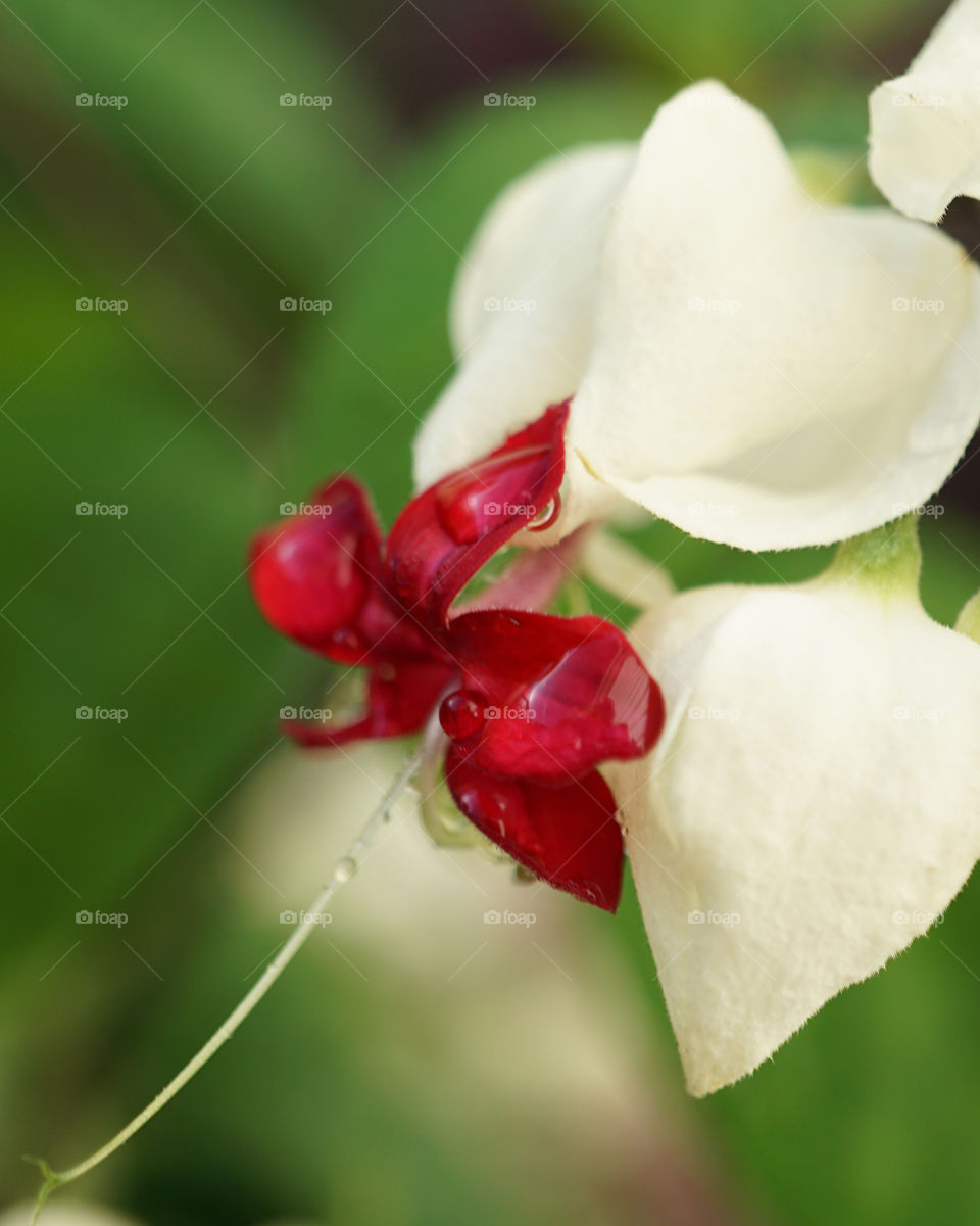 Clerodendrum Bleeding Heart